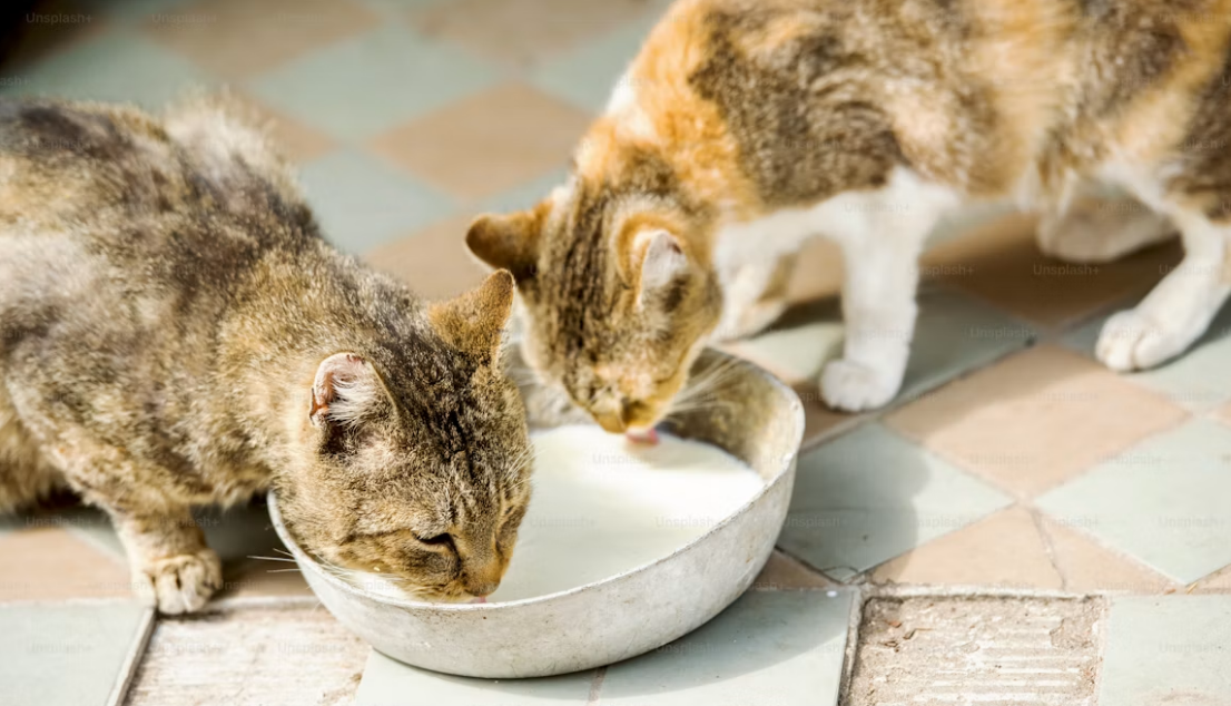 Unsplash cats feeding