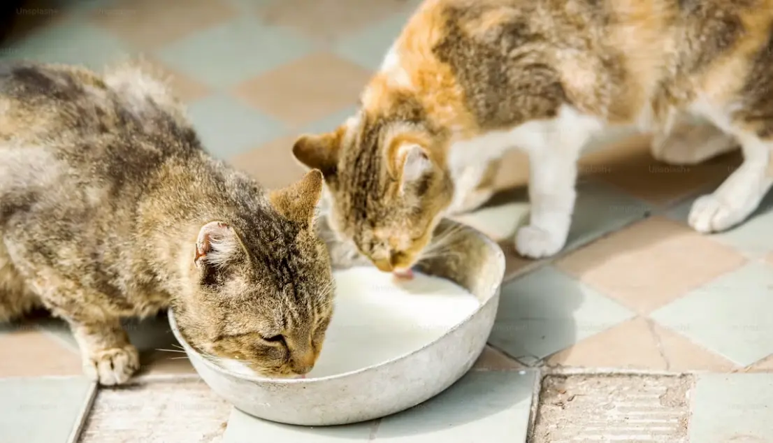 Unsplash cats feeding