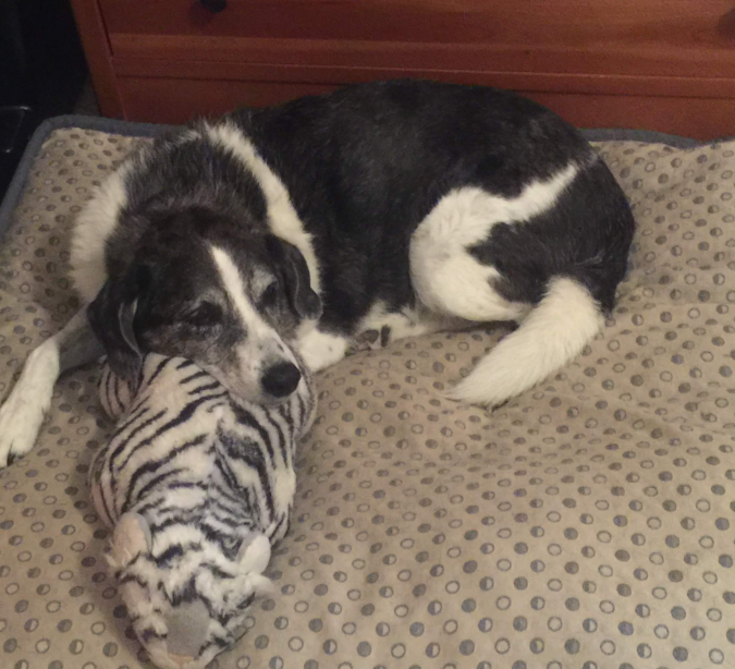 dog at home