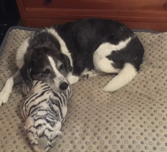 dog at home