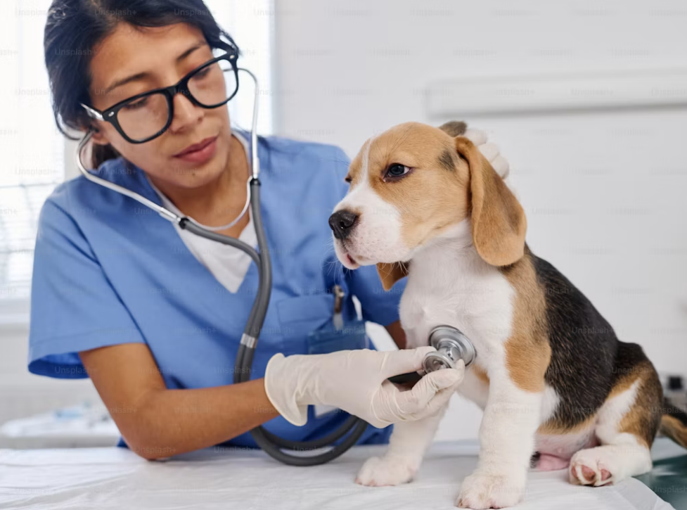 Unsplash vet picture